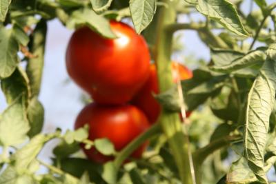 photo details Tomate traditionelle